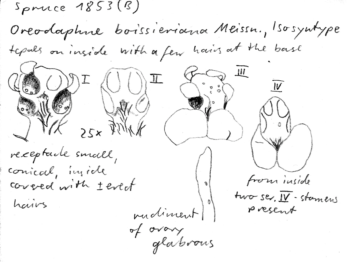 Vorschaubild Oreodaphne boissieriana Meisn.